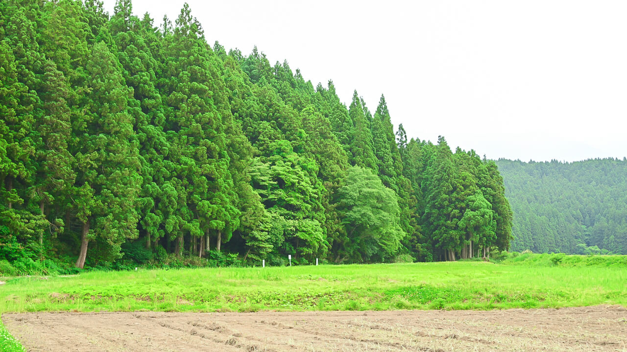 丸池様を目指し歩きます。