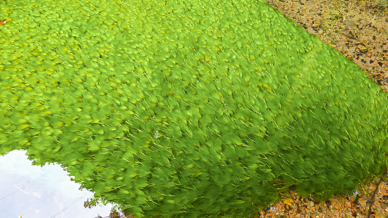 牛渡川には梅花藻（バイカモ）という水草がたくさん生息しています。