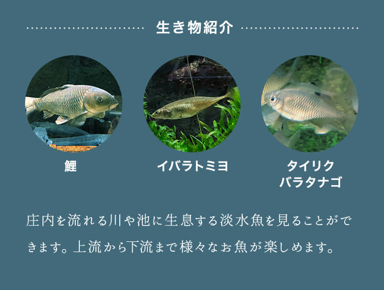 生き物紹介。鯉。イバラトミヨ。タイリクバラタナゴ。庄内を流れる川や池に生息する淡水魚を見ることができます。上流から下流まで様々なお魚が楽しめます。