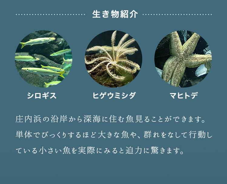 生き物紹介。シロギス。ヒゲウミシダ。マヒトデ。庄内浜の沿岸から深海に住む魚見ることができます。単体でびっくりするほど大きな魚や、群れをなして行動している小さい魚を実際にみると迫力に驚きます。